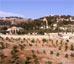 Гефсиманский сад (Иерусалим, Израиль)