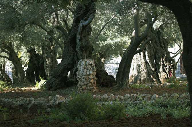 В христианстве Гефсиманский сад почитается как одно из мест, связаных со Страстями Христа, и является местом христианского паломничества