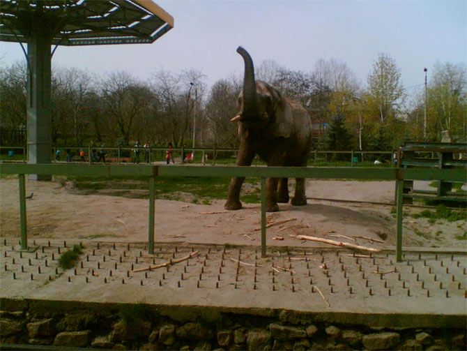 С 1948 года Аквариум-Зоосад был переименован в Николаевский зоопарк